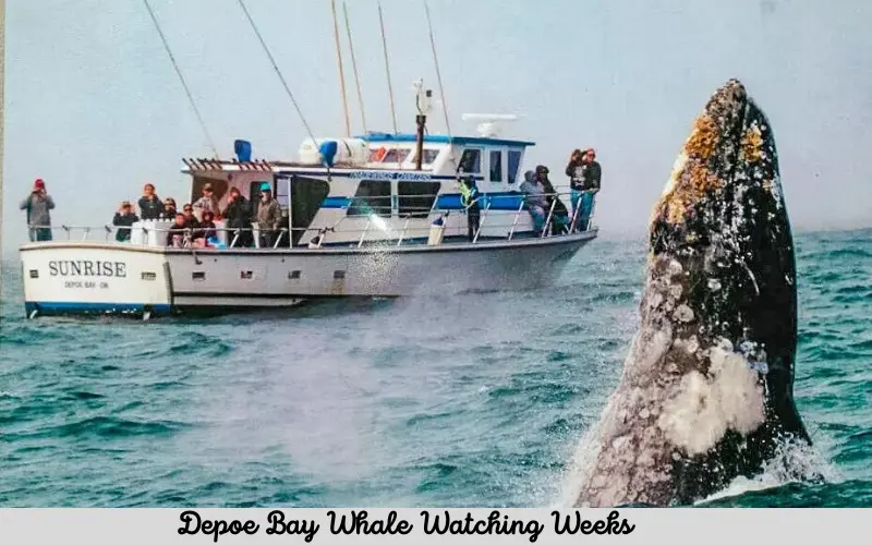 Depoe Bay Whale Watching Weeks