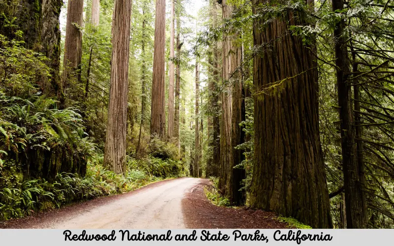 Redwood National and State Parks, California