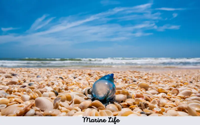  Marine Life